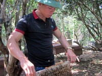 Thanh niên Nguyễn Văn Kỳ với mô hình nuôi ong lấy mật và chăn nuôi tổng hợp