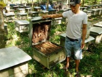 Hiệu quả từ mô hình nuôi ong lấy mật của thanh niên Trần Ngọc Huy
